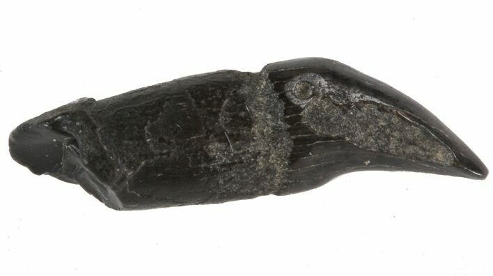 Fossil Odontocete (Toothed Whale) Tooth - Maryland #41327